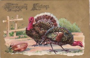 Thanksgiving With Turkeys