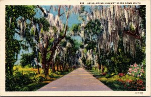 Vtg 1930s Spanish Moss Highway Scene St Petersburg Florida FL Linen Postcard
