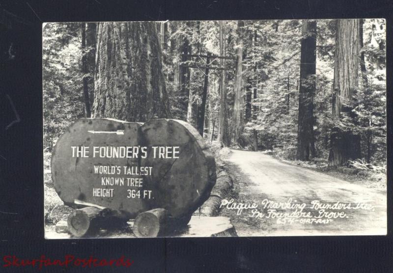 RPPC FOUNDERS GROVE CALIFORNIA HUGE REDWOOD TREE REAL PHOTO 