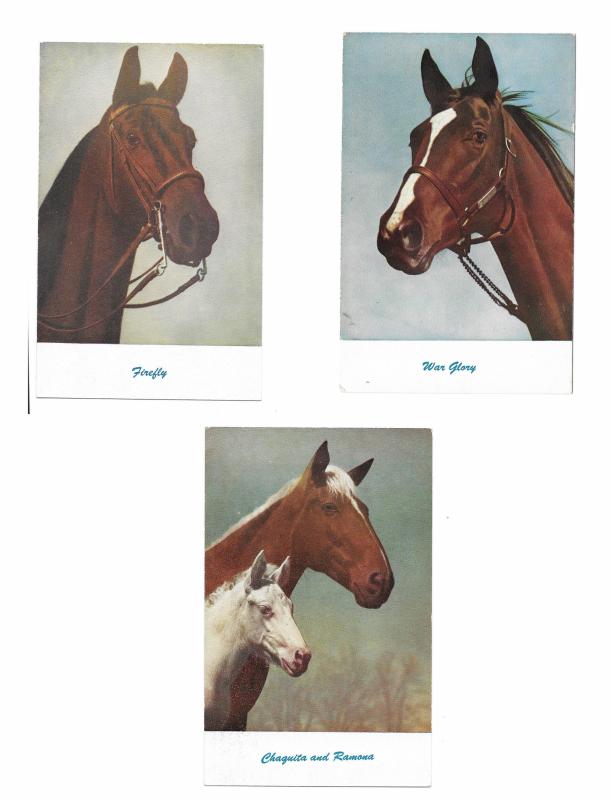 Thoroughbred Race Horses War Glory Chaquita Ramona Firefly 3 Vintage Postcards