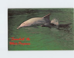 Postcard 'Snowball the White Porpoise & Son Sonny Boy Miami Beach Florida USA