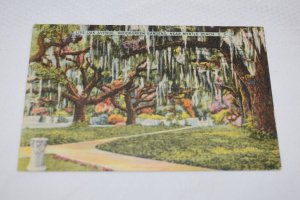 Live Oak Avenue Brookgreen Gardens Near Myrtle Beach South Carolina Postcard