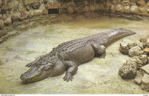 Alligator , Florida , 50-60s #4