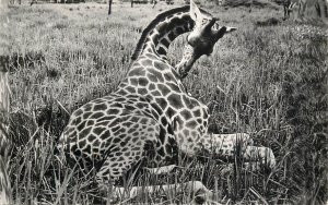 African fauna giraffe 1956 photo postcard