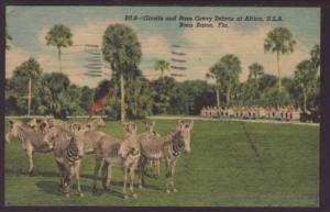 Giraffes,Zebras,Africa USA,Boca Raton,FL Postcard BIN 