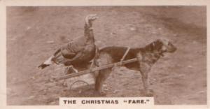 Hen Birds Piggy Back Cart Old Dog German Photo Dogs Cigarette Card