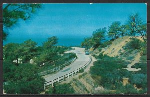 California - The Torrey Pines - [CA-017]