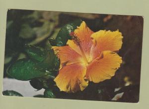 HIBISCUS FLOWER Postcard Floral Tropical