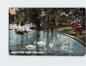 Postcard Swans In Public Garden, Boston, Massachusetts