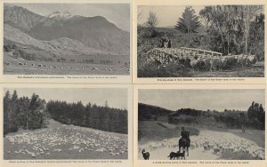 New Zealand Sheep Grazing 4x Antique Postcard s