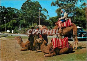 Postcard Modern camels Morocco Morocco