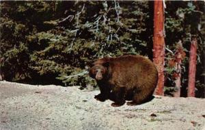 American Black Bear Bear Postcard