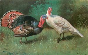 Turkeys vintage artist 1920s postcard Germany Schonian