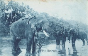 Sri Lanka Ceylon Fine Tuskers Elephants Vintage Postcard 03.70