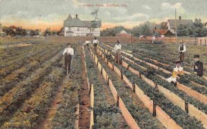 Celery Farm Sanford Florida 1908 postcard