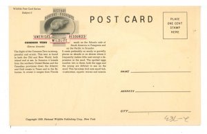 Birds - Common Tern, Male & Female