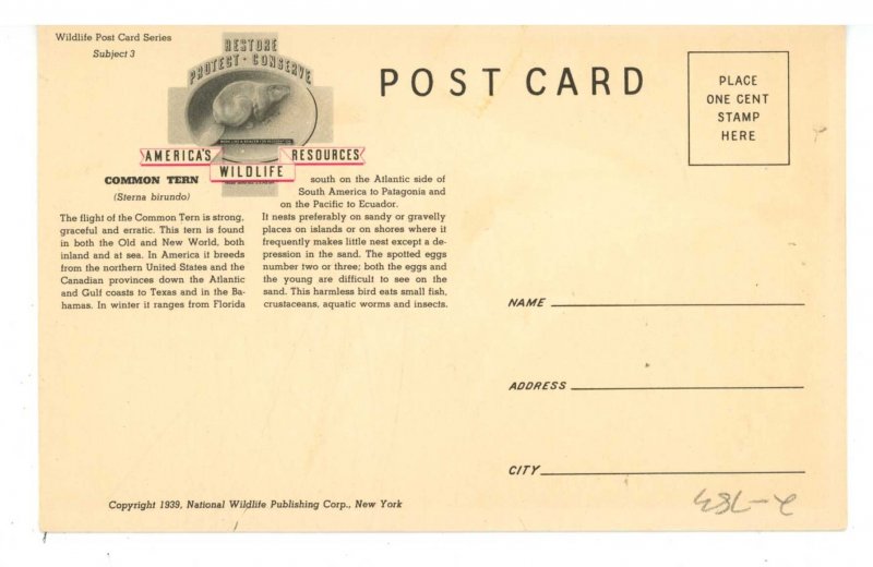 Birds - Common Tern, Male & Female