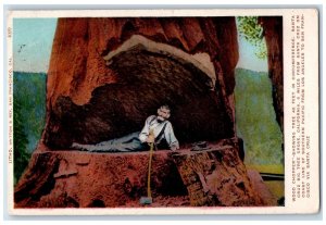 1909 Wood Chopper 45ft Tree Grove Man With Axe Santa Cruz California CA Postcard