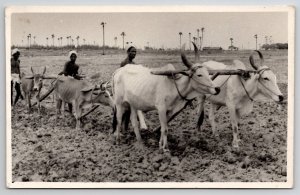 RPPC Farming In India Ploughing Yoked Oxen Team Donkey Mule Postcard A44