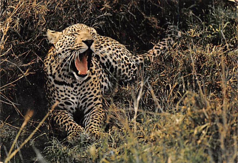 Leopard - Queen Elisabeth National Park, Kenya