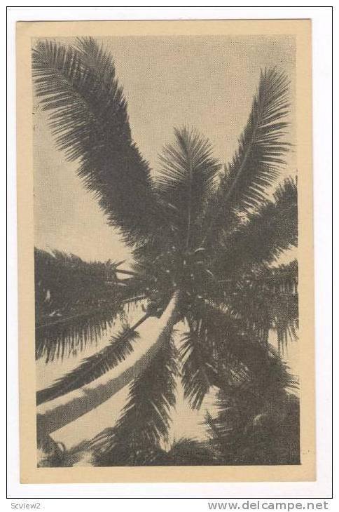 South Pacific, 30-40s  Coconut tree