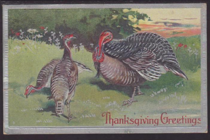 Thanksgiving Greetings,Turkeys Postcard 