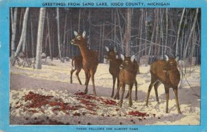 circa 1940's Deer Sand Lake Josco County Mich. Postcard 2R5-454