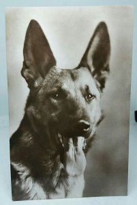 German Shepherd Alsatian Guard Dog On Alert Vintage UK RP Postcard