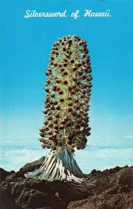 Postcard Silversword of Hawaii