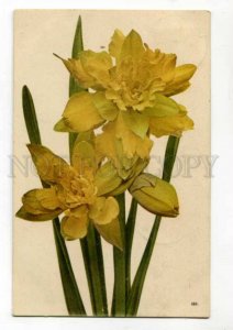 289611 RUSSIA flowers daffodils Vintage 1910 year RPPC Terijoki