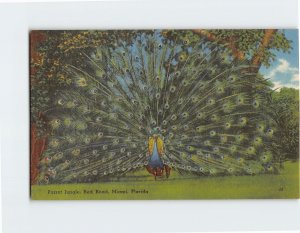 Postcard Parrot Jungle Red Road Miami Florida USA