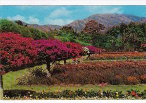 Jamaica Kingston Hope Royal Botanic Gardens