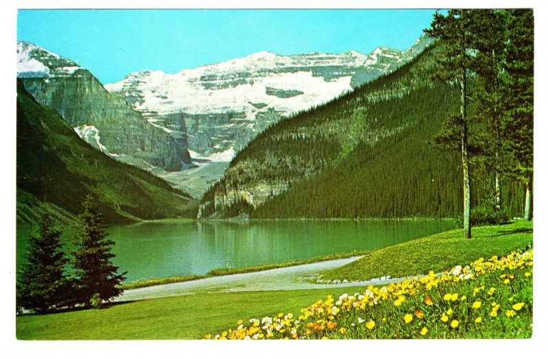 Iceland Poppies, Lake Louise, Alberta