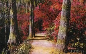 South Carolina Charleston Azaleas In Bloom Along A Pathway In Cypress Gardens