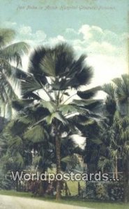 Fan Palm, Ancient Hosptial Grounds Panama Panama Unused 