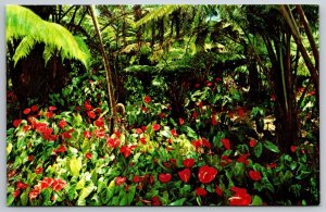 Red Anthuriums Flowers Blossoming Hawaii HI UNP Chrome Postcard K4