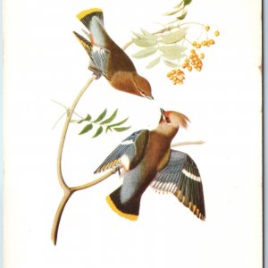 c1950s John. J Audubon Birds Drawing Bohemian Chatterer Barton Cotton Litho A204