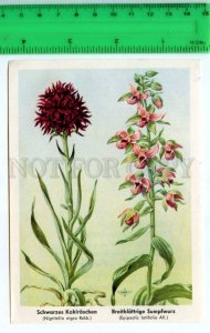 420844 GERMANY flowers Nigritella nigra Vintage Tobacco Card w/ ADVERTISING