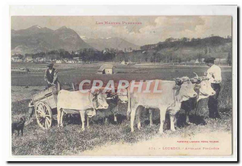 Lourdes Postcard Old hitch pyreneen (oxen) TOP