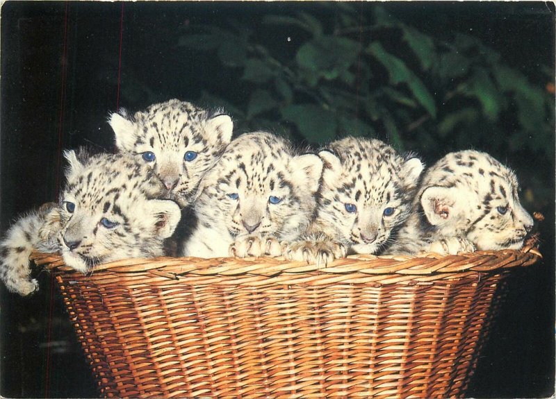 Animal Postcard snow leopards cubs Zoologischer Garten Basel Switzerland
