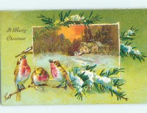 Pre-1907 christmas THREE CUTE BIRD SITTING ON PINE TREE BRANCH hk9468