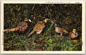 Greetings From Davis South Dakota Birds Wildlife Scenes Postcard