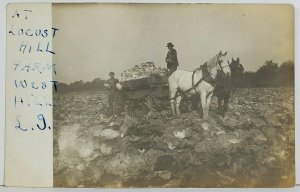 Rppc Harvesting Cabbage at Locust Hill Farm, West Hill Real Photo Postcard O16