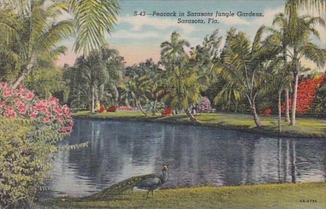 Florida Sarasota Peacock In Sarasota Jungle Gardens Curteich