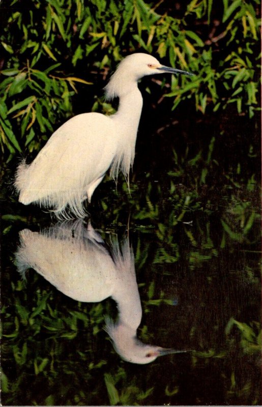 Florida Everglades National Park Birds The Snowy Egret