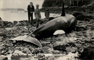 Tenants Harbor Maine ME Beached Killer Whale Eastern Illus RPPC PC