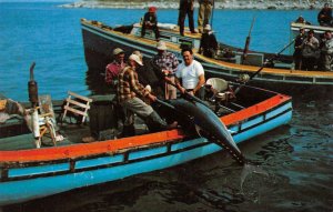 NOVIA SCOTIA, Canada WEDGEPORT-Fishermen Boating A Bluefin Tuna FISHING Postcard