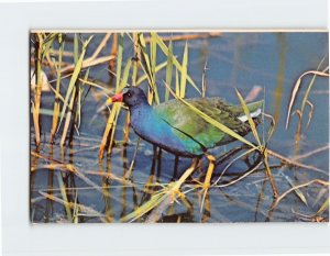 Postcard Purple Gallinule, Everglades National Park, Florida