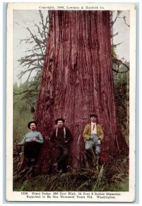 c1910's Giant Cedar Tree One Thousand Years Old Washington WA Antique Postcard