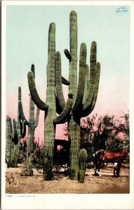 Vtg A Giant Saguaro Cactus Desert Landscape 1910s Detroit Publishing Postcard